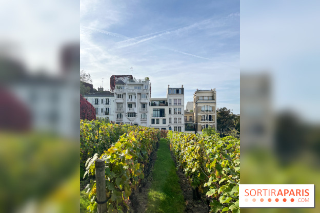 Vignes Montmartre - image00025