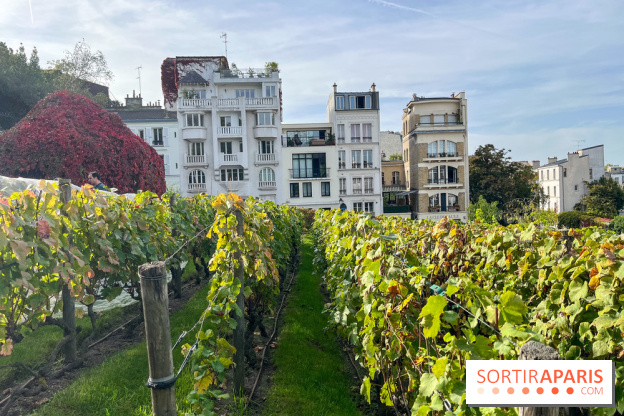 Vignes Montmartre