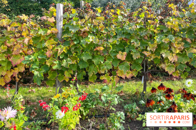 Vignes Montmartre - image00024