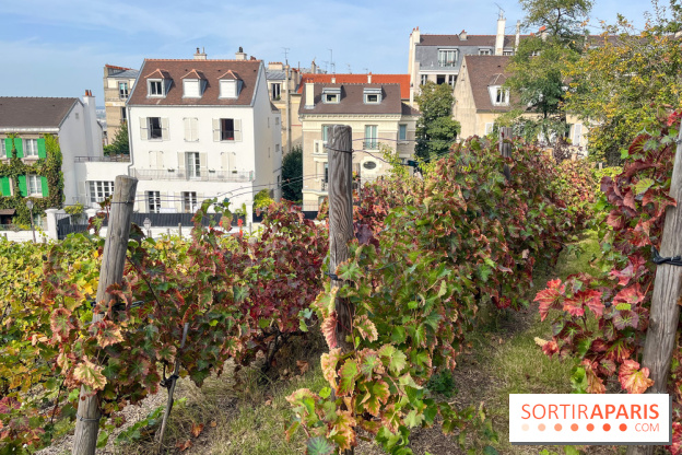 Vignes Montmartre