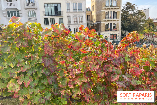 Vignes Montmartre