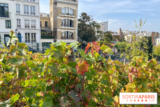Vignes Montmartre