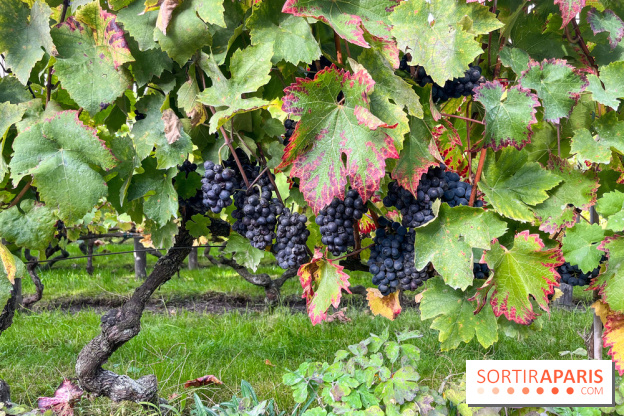 Vignes Montmartre - image00008