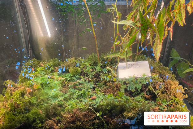 Automne Tropical 2023