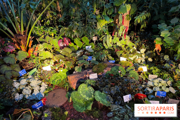 Automne Tropical 2023