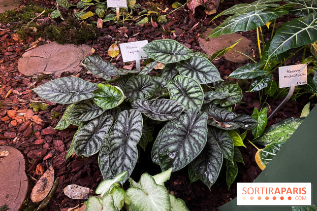 Automne Tropical 2023