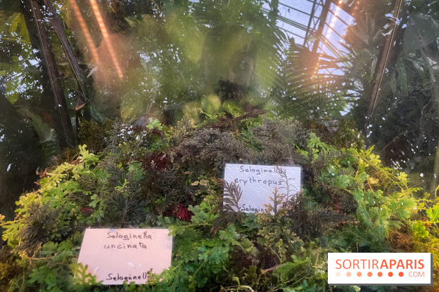 Automne Tropical 2023