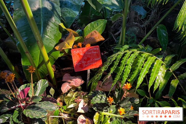 Automne Tropical 2023