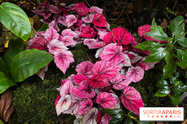 Automne Tropical 2023