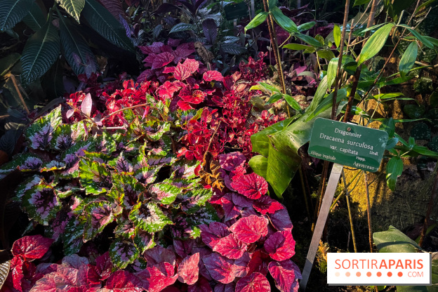 Automne Tropical 2023