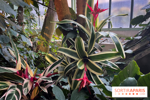 Automne Tropical 2023