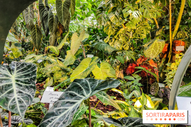 Automne Tropical 2023