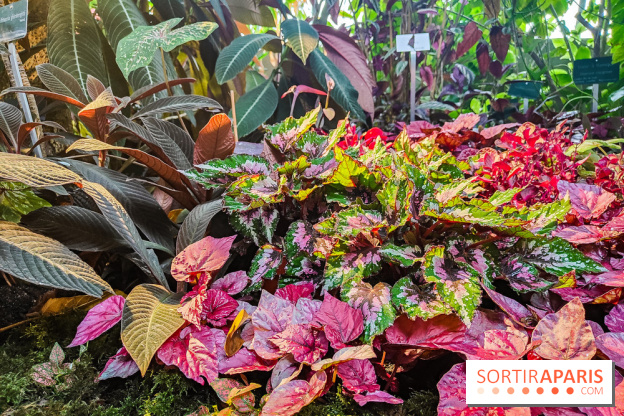 Automne Tropical 2023