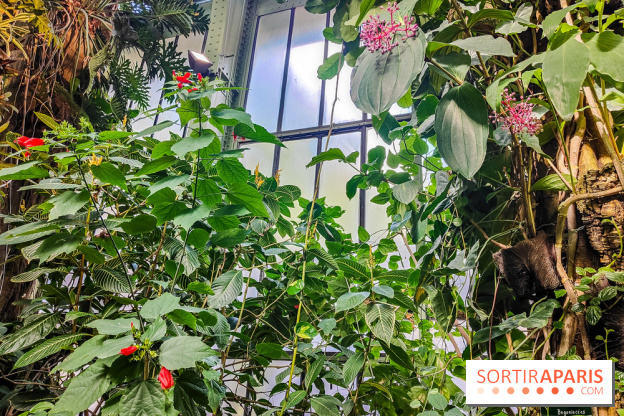 Automne Tropical 2023