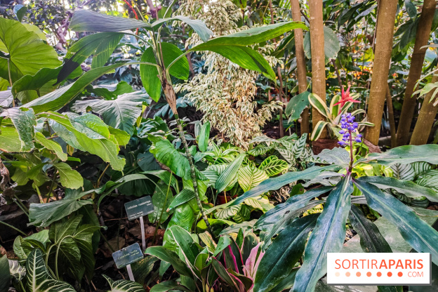 Automne Tropical 2023