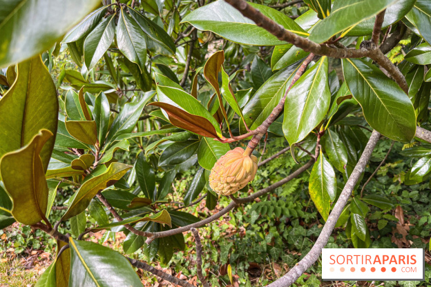 Le parc de l'Île Verte à Chatenay-Malabry - nos photos - image00558
