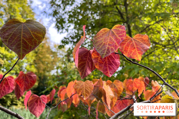 Le parc de l'Île Verte à Chatenay-Malabry - nos photos - image00547