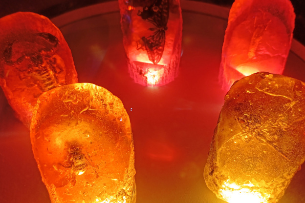 Campagne #31450 - IMG 20250212 153242