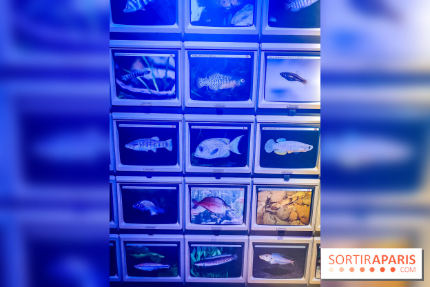 Enquête à Madagascar : nos photos de l'exposition immersive ultra ludique de l'Aquarium tropical - IMG20231113102359