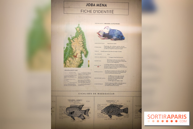 Enquête à Madagascar : nos photos de l'exposition immersive ultra ludique de l'Aquarium tropical - IMG20231113103823