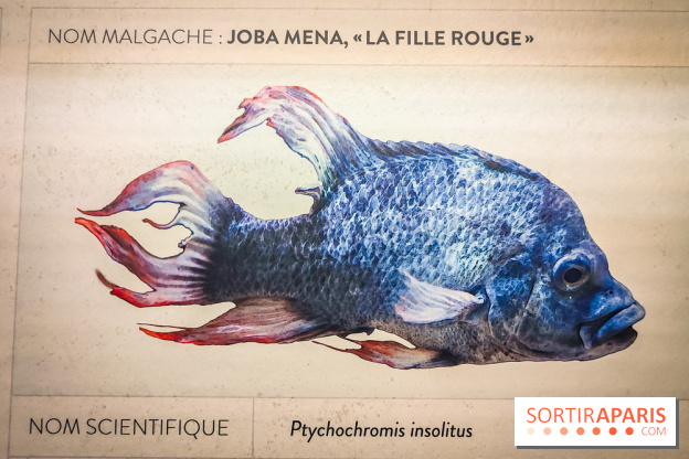 Enquête à Madagascar : nos photos de l'exposition immersive ultra ludique de l'Aquarium tropical - IMG20231113103834