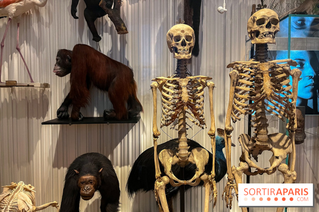 Le musée de l'Homme - collections permanentes - image00068