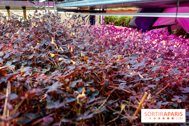 La Caverne, ferme urbaine bio à Paris, nos photos - 20240122 143900