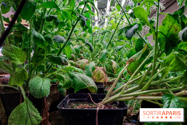 La Caverne, ferme urbaine bio à Paris, nos photos - 20240122 143913