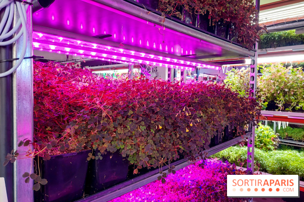 La Caverne, ferme urbaine bio à Paris, nos photos - 20240122 144115