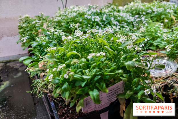 La Caverne, ferme urbaine bio à Paris, nos photos - 20240122 144904