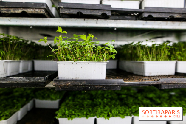 La Caverne, ferme urbaine bio à Paris, nos photos - IMG 2185