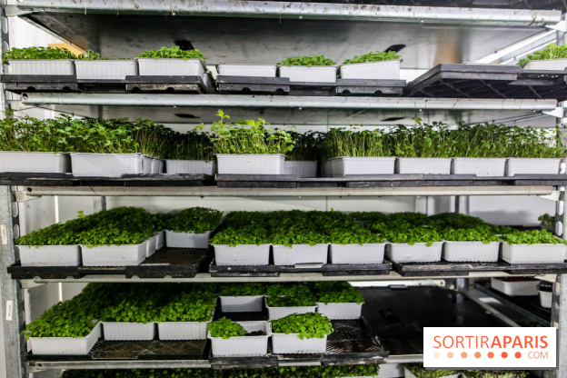 La Caverne, ferme urbaine bio à Paris, nos photos - IMG 2186