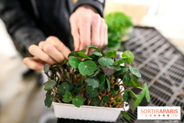 La Caverne, ferme urbaine bio à Paris, nos photos - IMG 2192