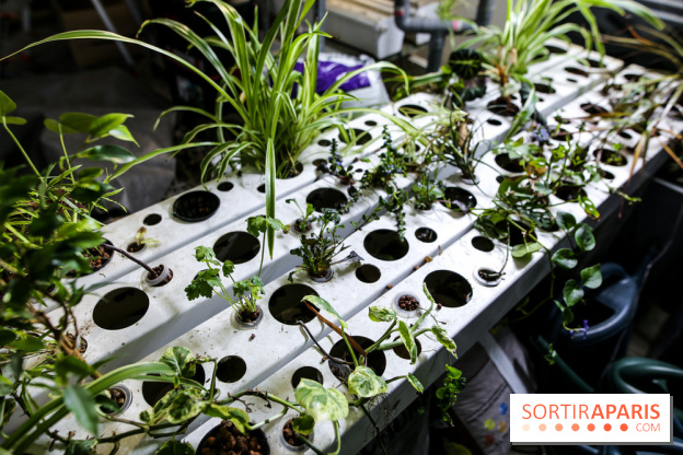 La Caverne, ferme urbaine bio à Paris, nos photos - IMG 2203