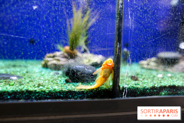 La Caverne, ferme urbaine bio à Paris, nos photos - IMG 2209