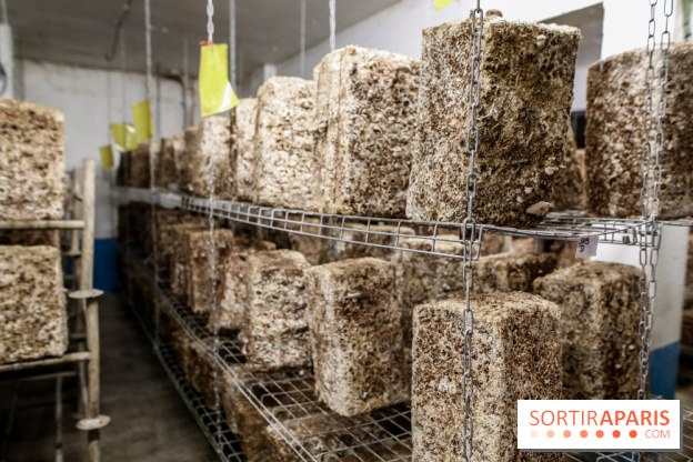 La Caverne, ferme urbaine bio à Paris, nos photos - IMG 2216