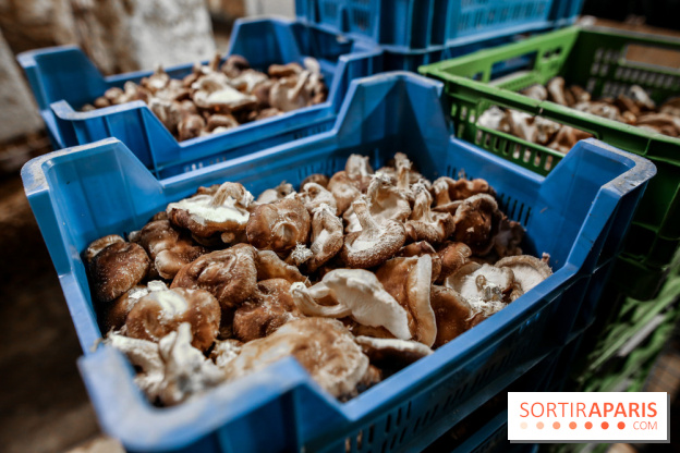 La Caverne, ferme urbaine bio à Paris, nos photos - IMG 2221