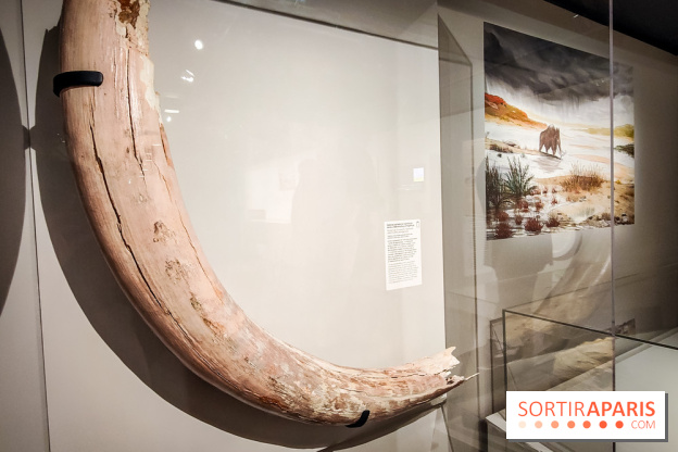 Dans la Seine : une expo de la Crypte archéologique dévoile les objets retrouvés dans la Seine  - IMG20240130094855