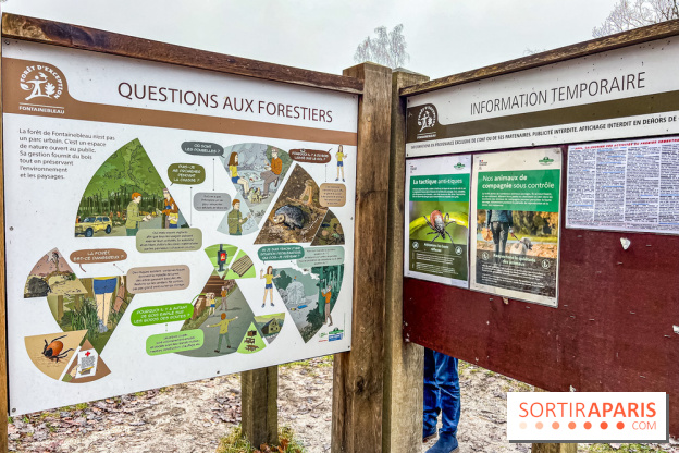 Le sentier de l'érosion à Fontainebleau - balade en forêt
