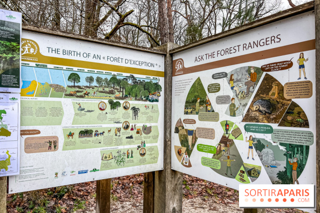 Le sentier de l'érosion à Fontainebleau - balade en forêt