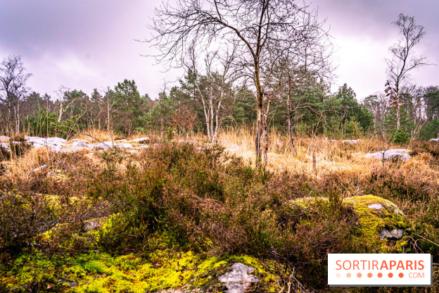 Le sentier de l'érosion à Fontainebleau - balade en forêt -  A7C4649