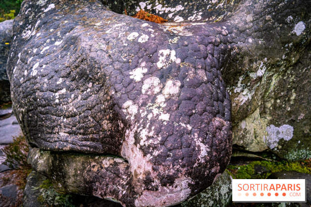 Le sentier de l'érosion à Fontainebleau - balade en forêt -  A7C4645