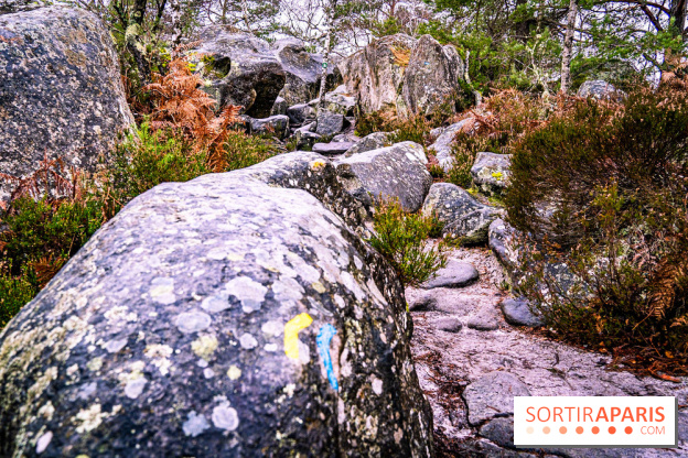 Le sentier de l'érosion à Fontainebleau - balade en forêt -  A7C4646