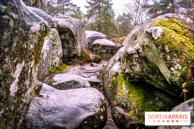 Le sentier de l'érosion à Fontainebleau - balade en forêt -  A7C4647