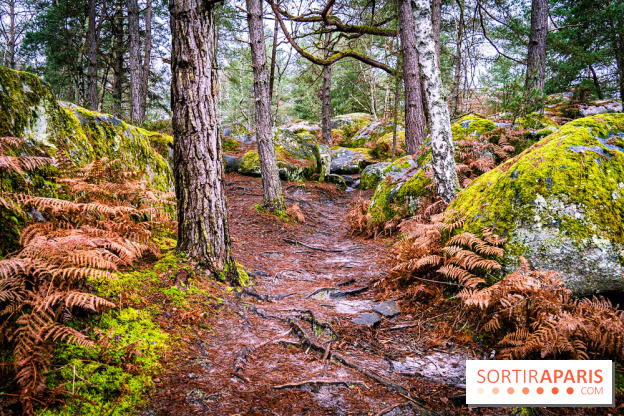 Le sentier de l'érosion à Fontainebleau - balade en forêt -  A7C4640