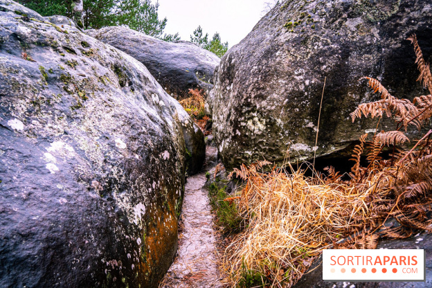 Le sentier de l'érosion à Fontainebleau - balade en forêt -  A7C4642