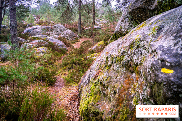 Le sentier de l'érosion à Fontainebleau - balade en forêt -  A7C4632