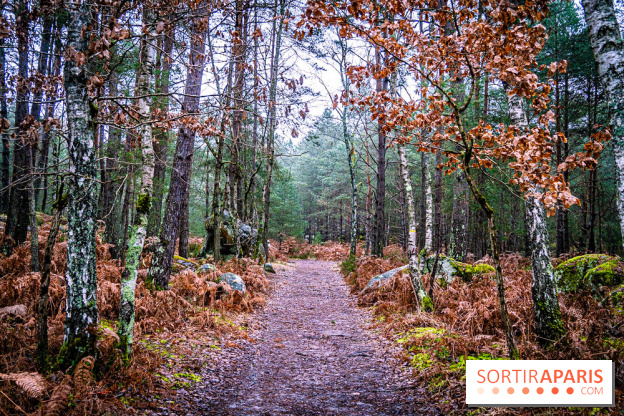 Le sentier de l'érosion à Fontainebleau - balade en forêt -  A7C4633