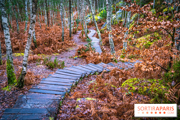 Le sentier de l'érosion à Fontainebleau - balade en forêt -  A7C4596 HDR