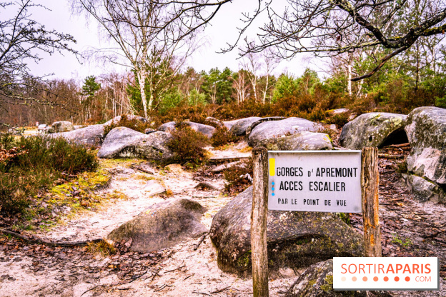 Le sentier de l'érosion à Fontainebleau - balade en forêt -  A7C4561